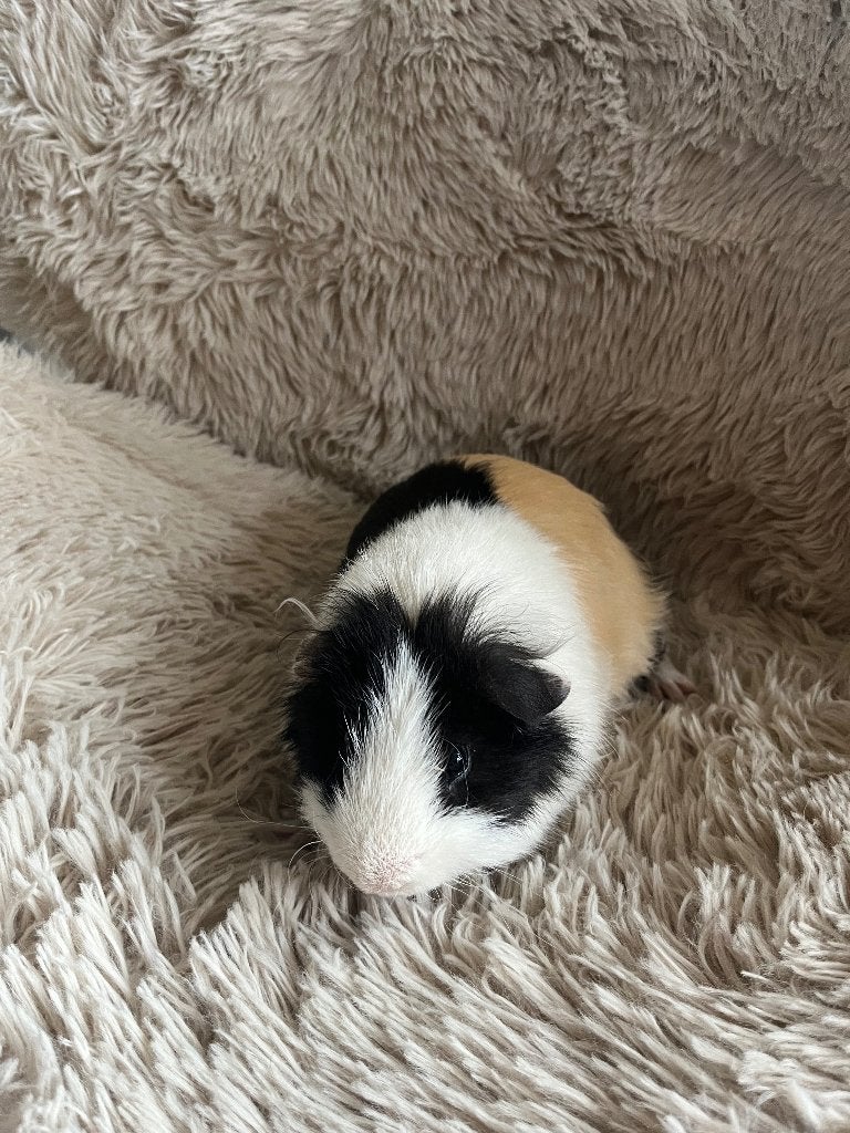 Lief cavia beertje, Cavia, Mannelijk, Januari, Tam