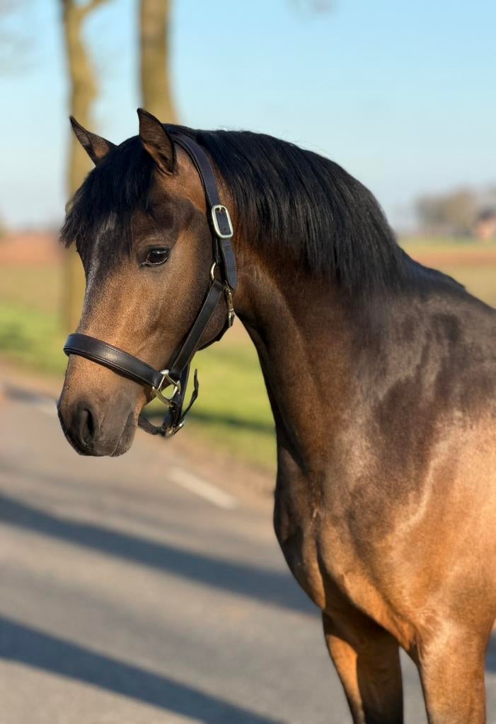 3 jarige hengst Brouwershaven Adonis, Dieren en Toebehoren, Paarden, Ruin, Minder dan 160 cm, 0 tot 2 jaar, Recreatiepaard