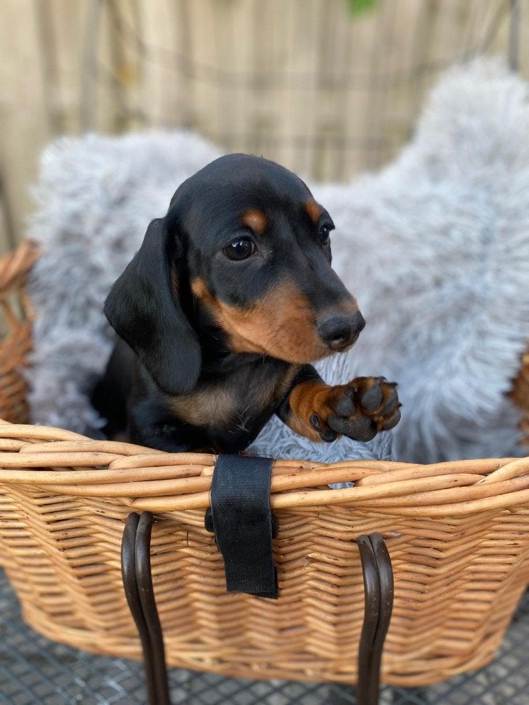 Hele mooie teckel pup (teefje), Kaninchen, 8 tot 15 weken, Korthaar, Teef