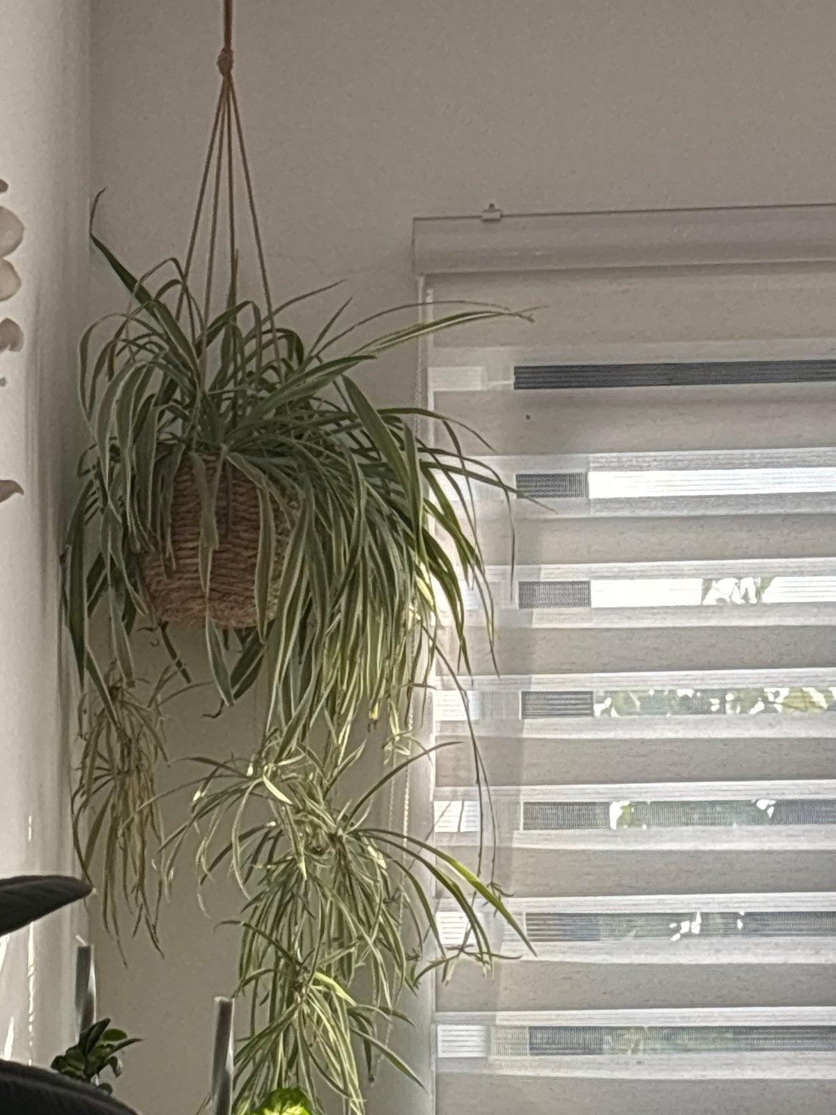 Grote Chlorophytum Comosum (graslelie) in hangmand, Overige soorten, Vaste plant, Ophalen of Verzenden, Bloeit niet