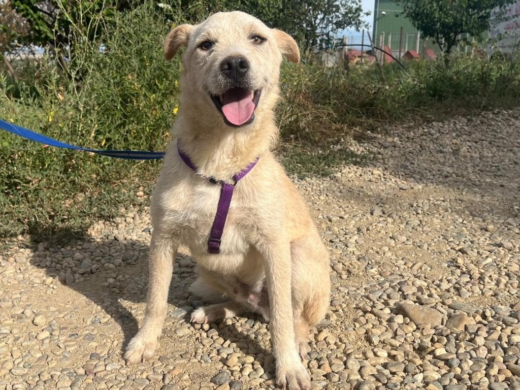 Marko is een lieve, jonge hond, opzoek naar zijn baasje, Dieren en Toebehoren, Honden | Niet-rashonden, Particulier, 15 weken tot 1 jaar