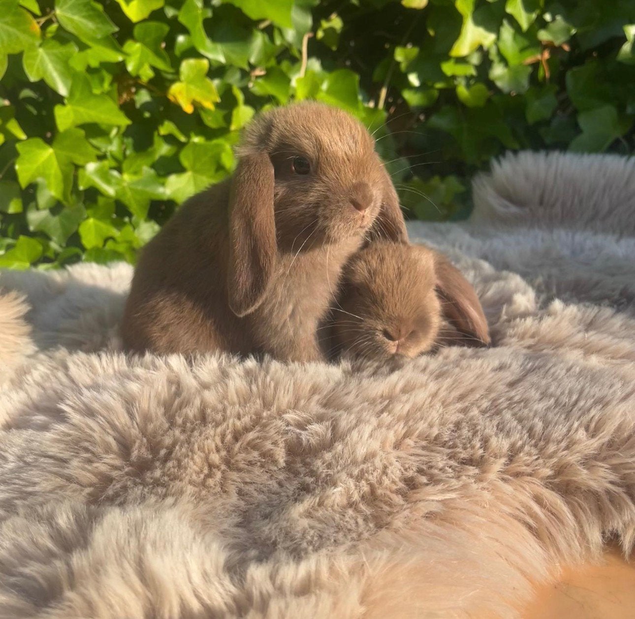 Lieve tamme baby Nederlandse hangoor dwergkonijnen, Dieren en Toebehoren, Konijnen, Meerdere dieren, Dwerg, Hangoor