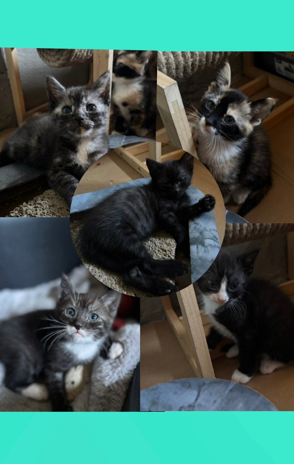 lieve Boerderij kittens te koop, Meerdere dieren, Kortharig, 0 tot 2 jaar