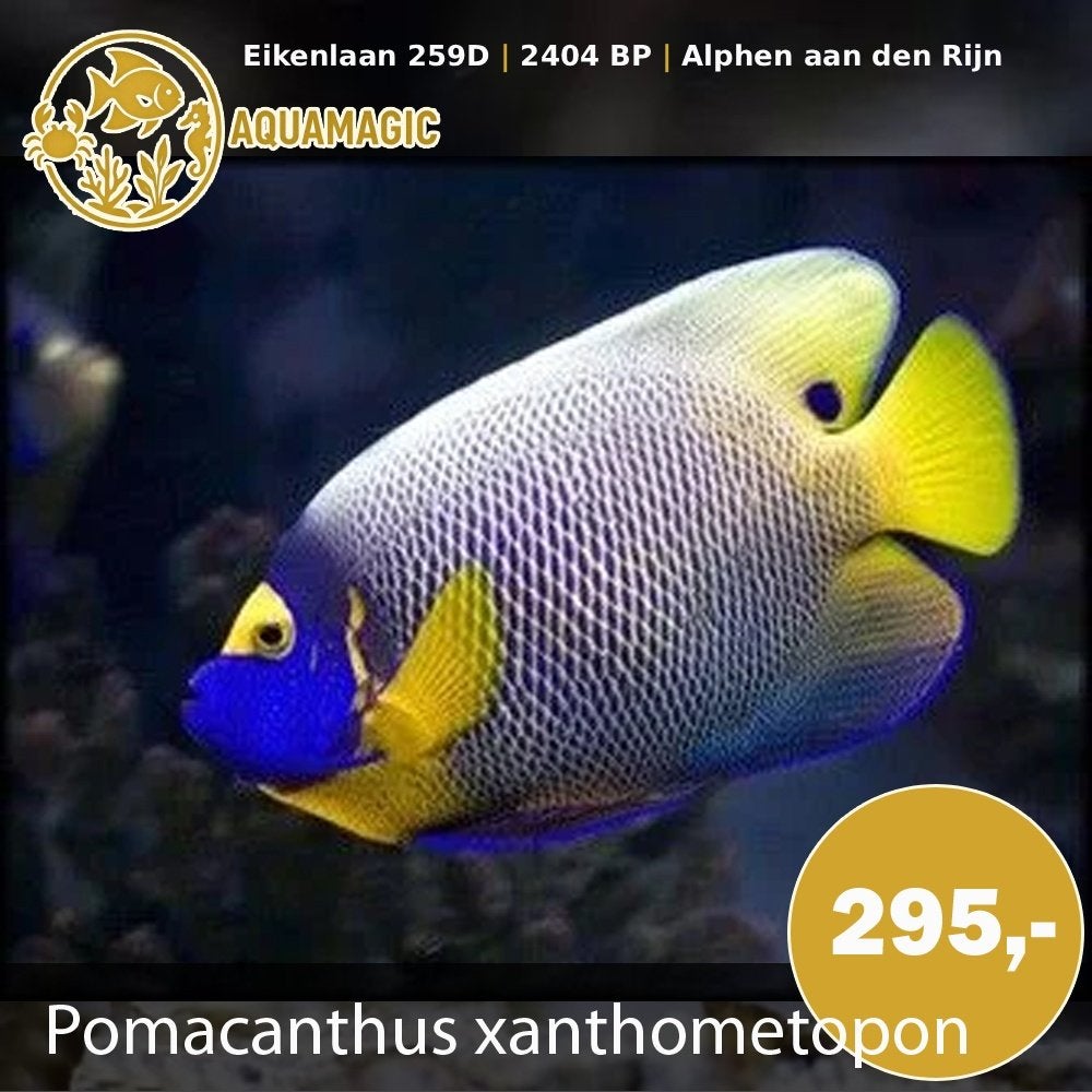 pomacanthus xanthometopon, Vis, Zoutwatervis