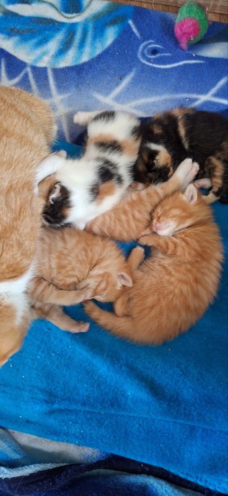 kittens kruising main coon, Poes, Kortharig, 0 tot 2 jaar