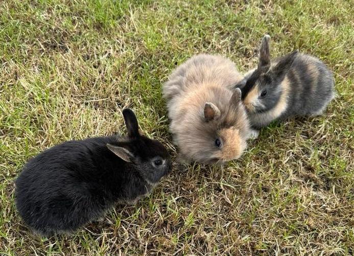 Jonge konijntjes nog 2 voedsters en 1 rammelaar, Meerdere dieren, Groot