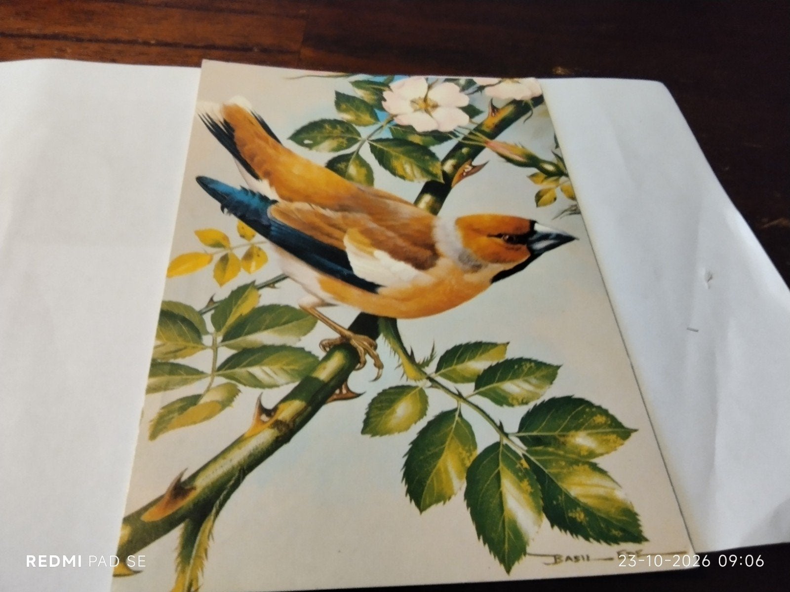 Vintage Ansichtkaart Appelvink - Basil Ede - 1979, Ophalen of Verzenden, 1960 tot 1980, Gelopen, Vogel