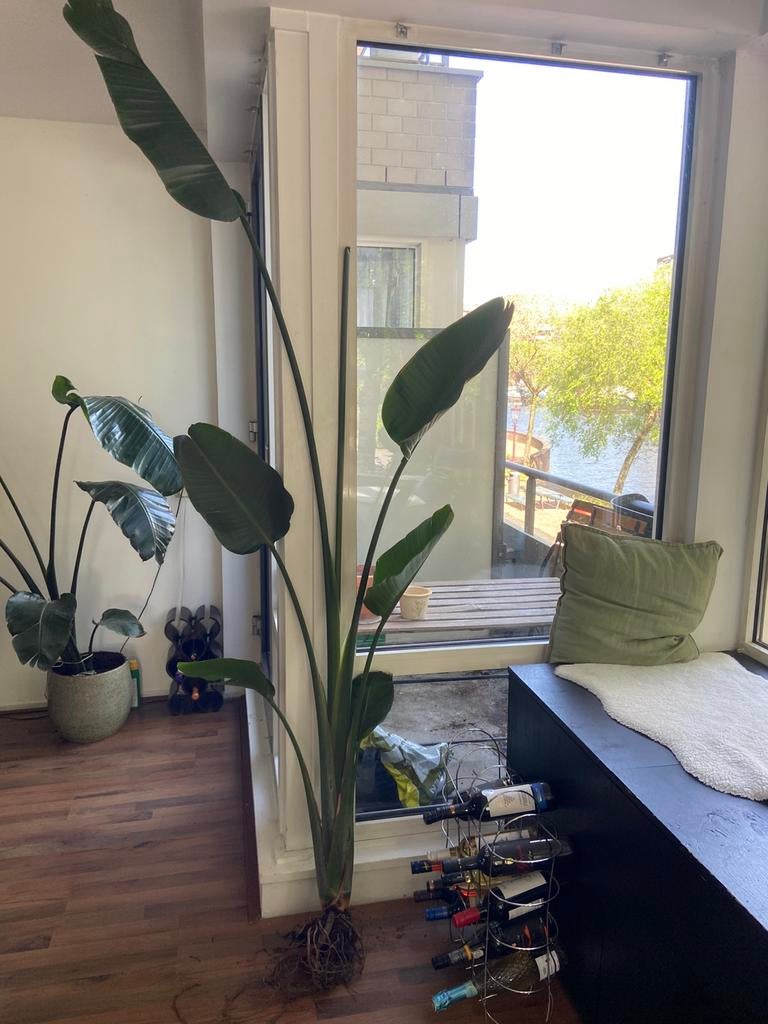 Witte paradijsvogelplant Strelitzia nicolai, Ophalen, Halfschaduw