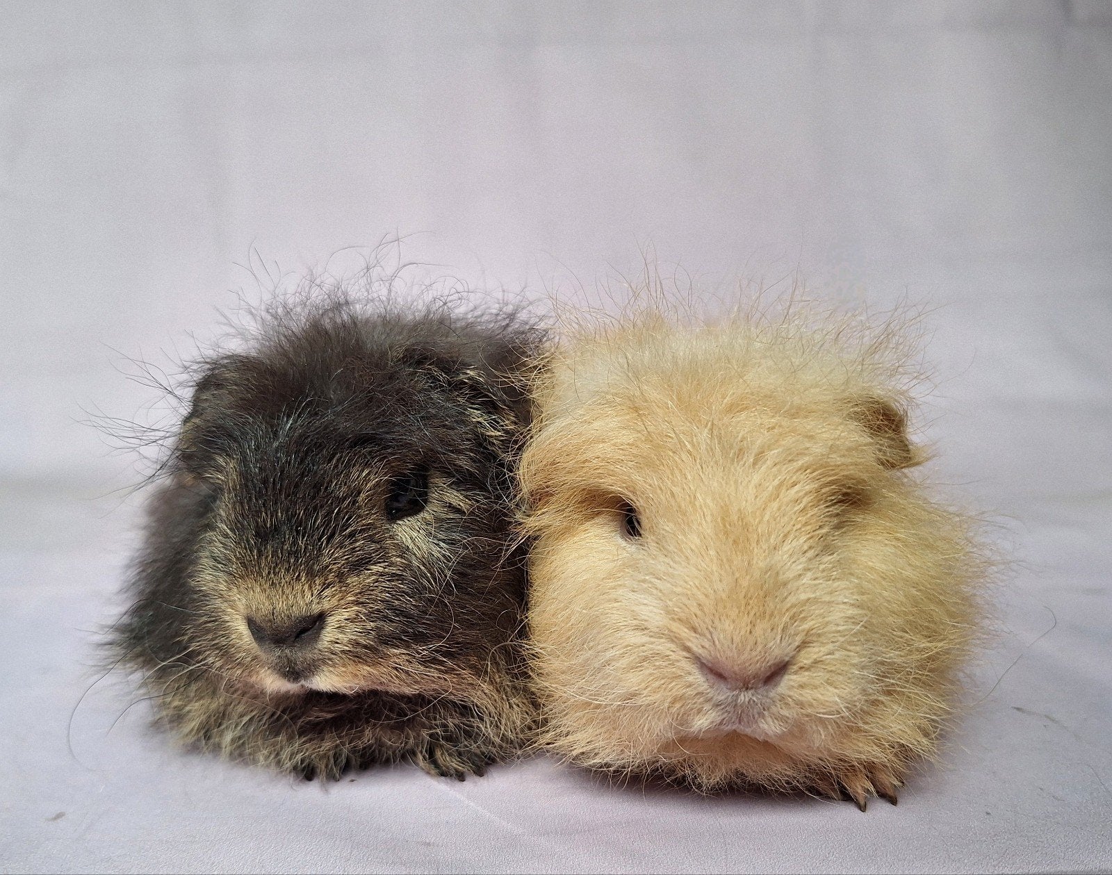 Twee jonge Ch teddy beertjes - zwart otter + creme, Dieren en Toebehoren, Knaagdieren, Mannelijk, Cavia, April, Tam