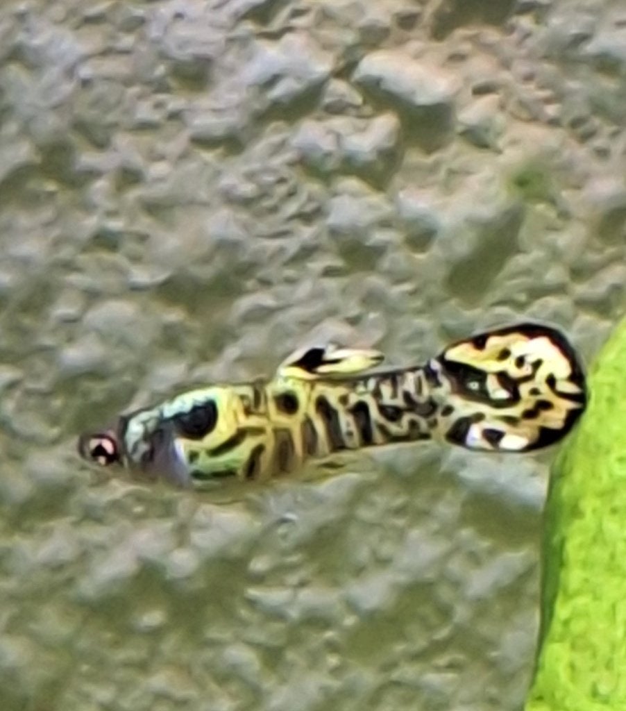 6 Tijger Endler Guppy man, Vis, Zoetwatervis, Schoolvis