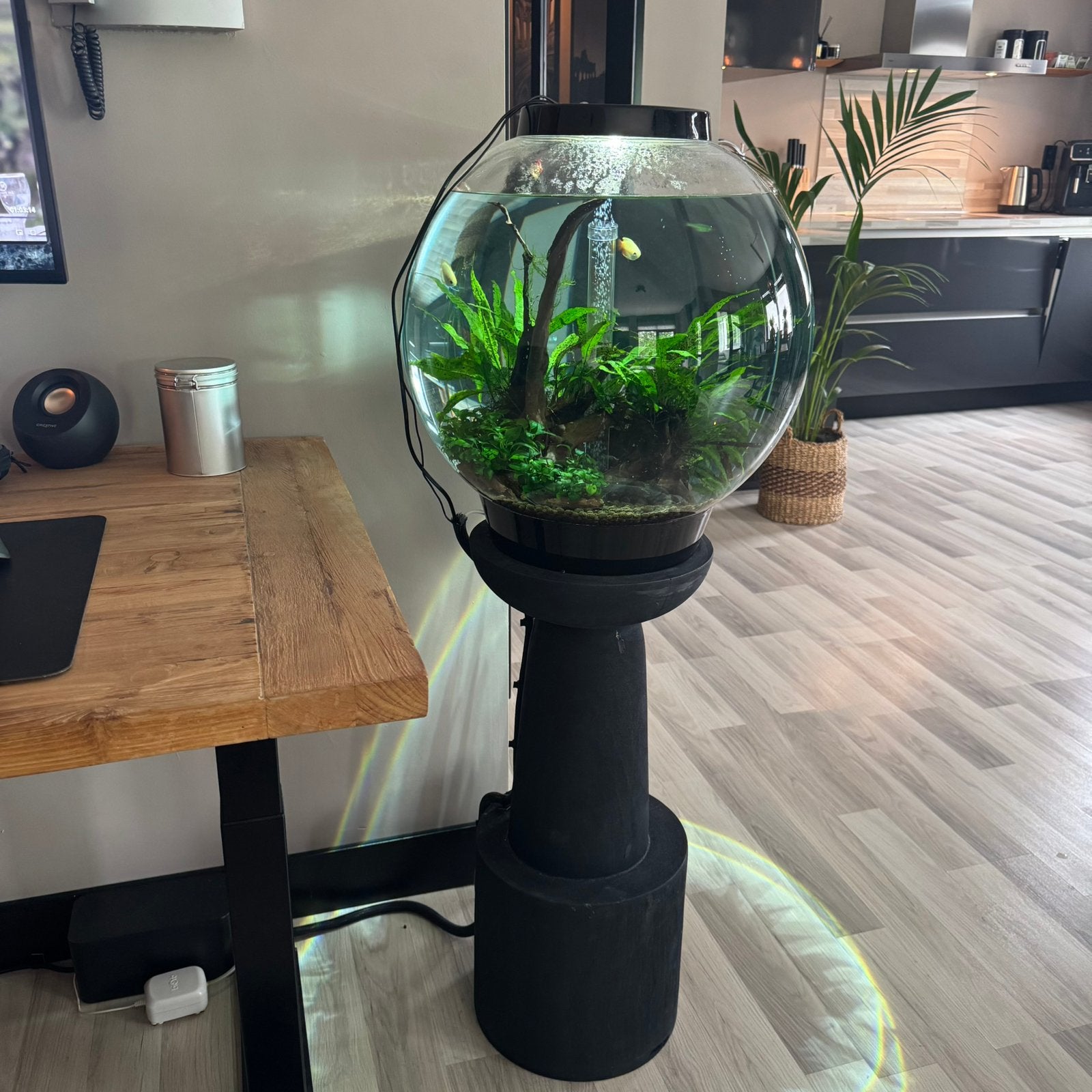 BioOrb 60 MCR LED Compleet + FilterPro Upgrade, Dieren en Toebehoren, Ophalen, Oase, Inclusief vissen, Gevuld zoetwateraquarium