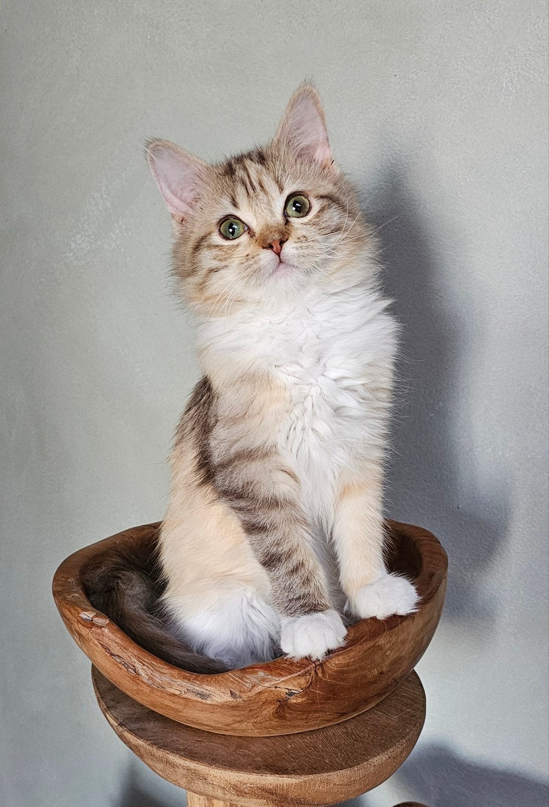 Chocolate torbie solid & White Stamboom Fok Ragdoll poes, Poes, Met stamboom