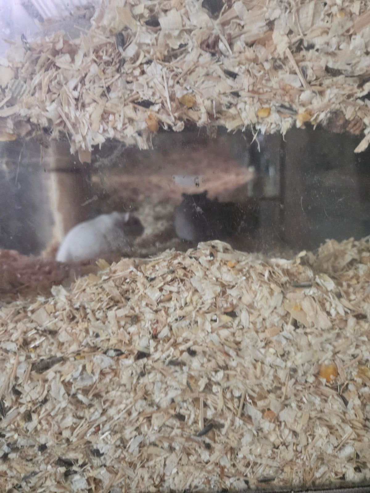 gratis op te hallen (niet los) alles in een keer, Dieren en Toebehoren, Januari, Meerdere dieren, Hamster
