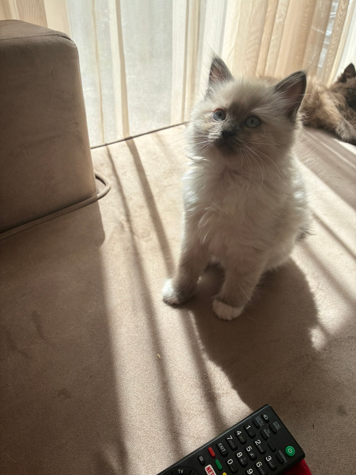 Ragdoll kitten - 11 weken - Katertje - Blue point, Dieren en Toebehoren, Kater, Ontwormd