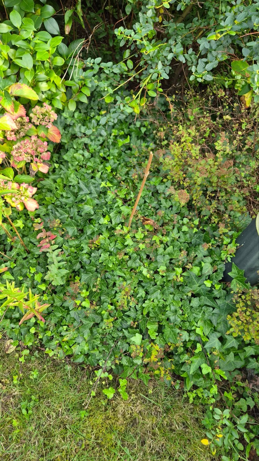 Klimop (Hedera helix) - Bodembedekker, Bodembedekkers, Vaste plant, Ophalen of Verzenden, Bloeit niet