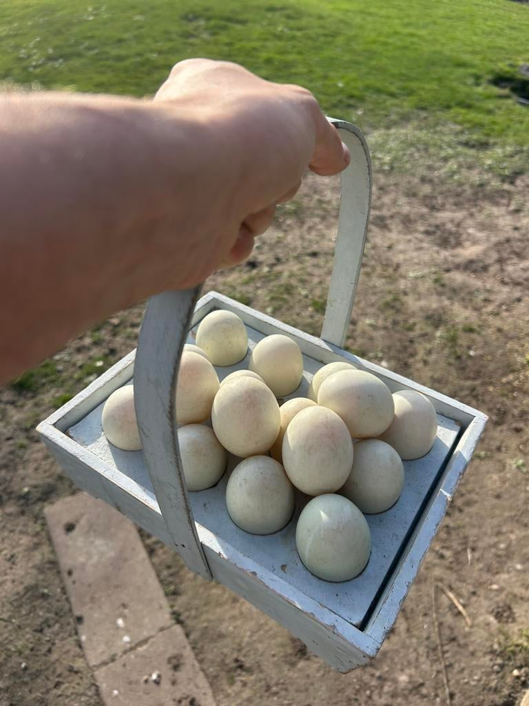Broedeieren Saxon eend, Saksen eend, Ophalen of Verzenden, Zo goed als nieuw, Overige typen