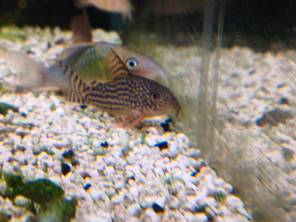 Corydoras sterbai, Dieren en Toebehoren, Vissen | Aquariumvissen, Zoetwatervis, Vis, Schoolvis