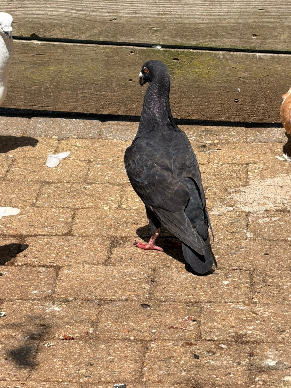 Sierduiven, Dieren en Toebehoren, Meerdere dieren, Overige soorten