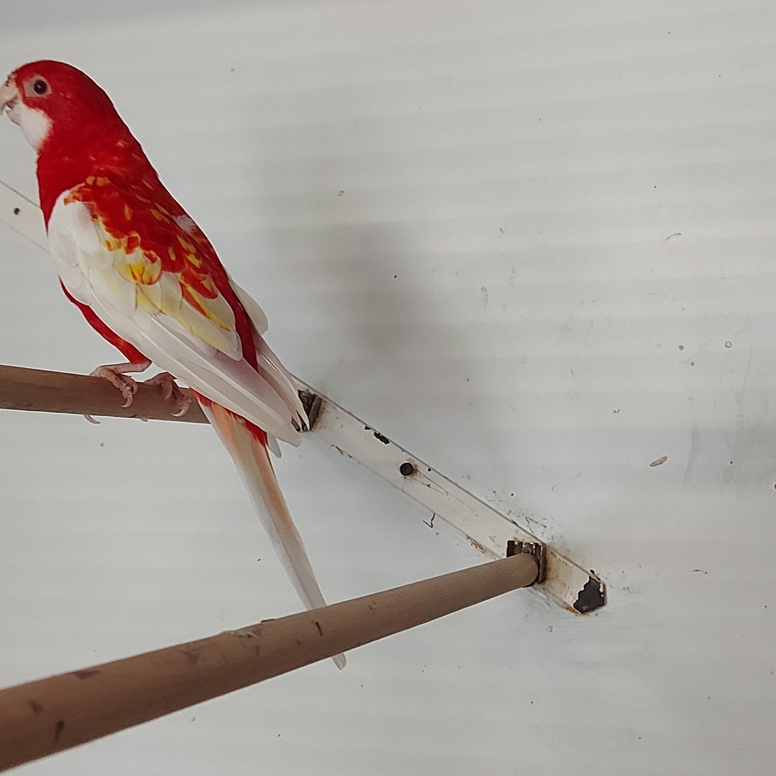Mooie rubino rosella, Dieren en Toebehoren, Vogels | Parkieten en Papegaaien, Mannelijk, Parkiet