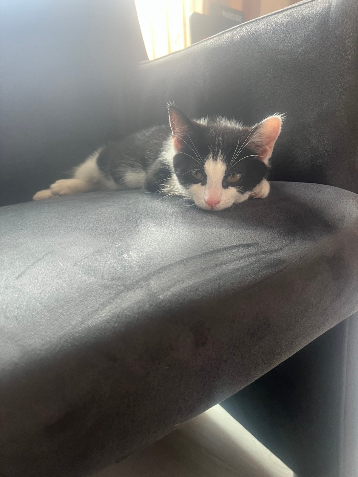 Kitten te koop, Dieren en Toebehoren, Kater, Kortharig, 0 tot 2 jaar