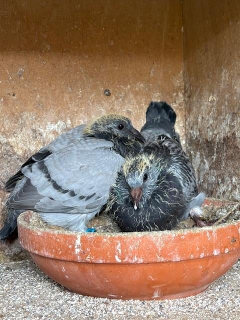 Jonge duiven 2e ronde kwekers, Meerdere dieren, Postduif