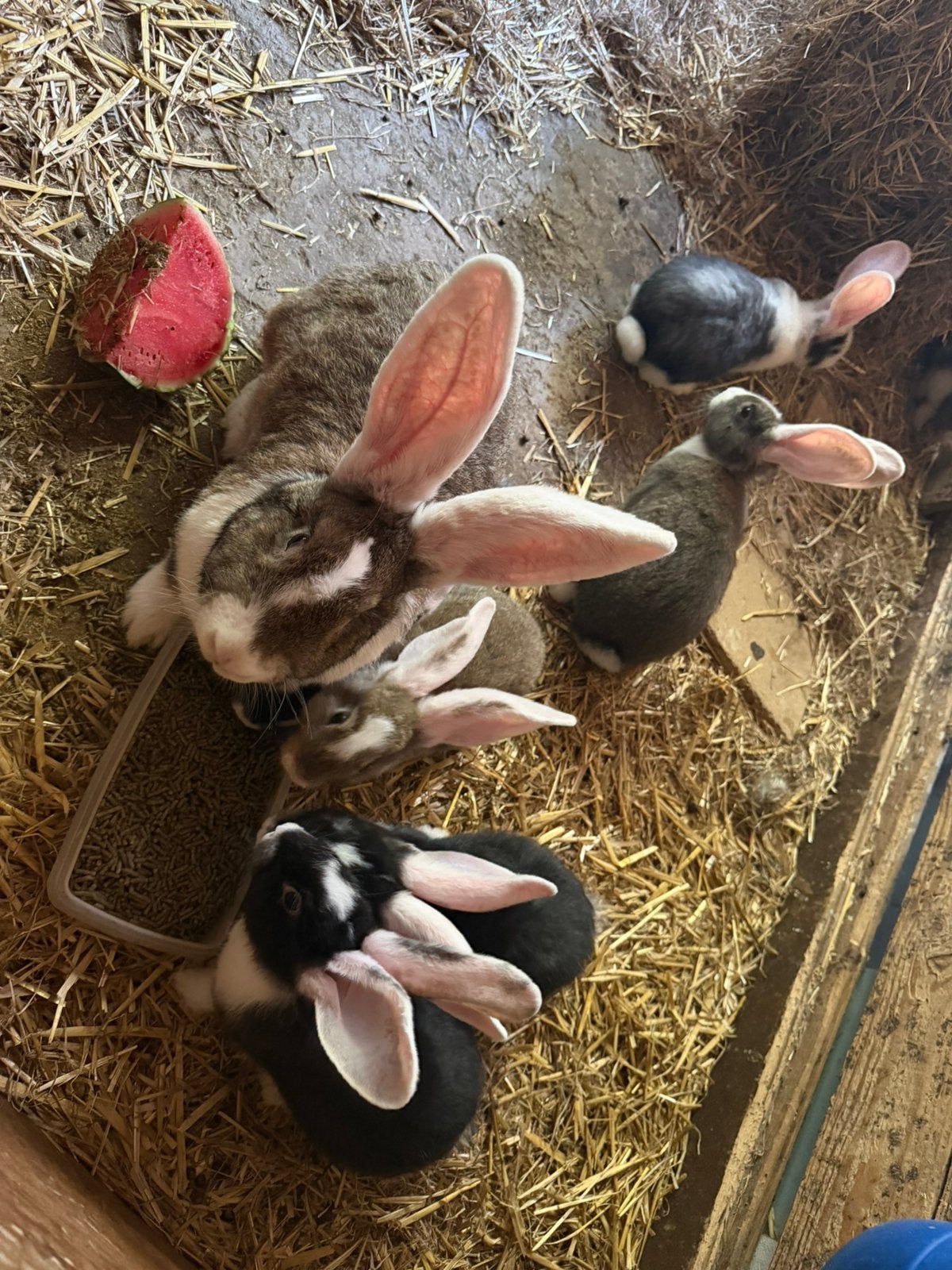 Jonge vlaamse reus konijnen, Dieren en Toebehoren, Konijnen, Meerdere dieren, Groot