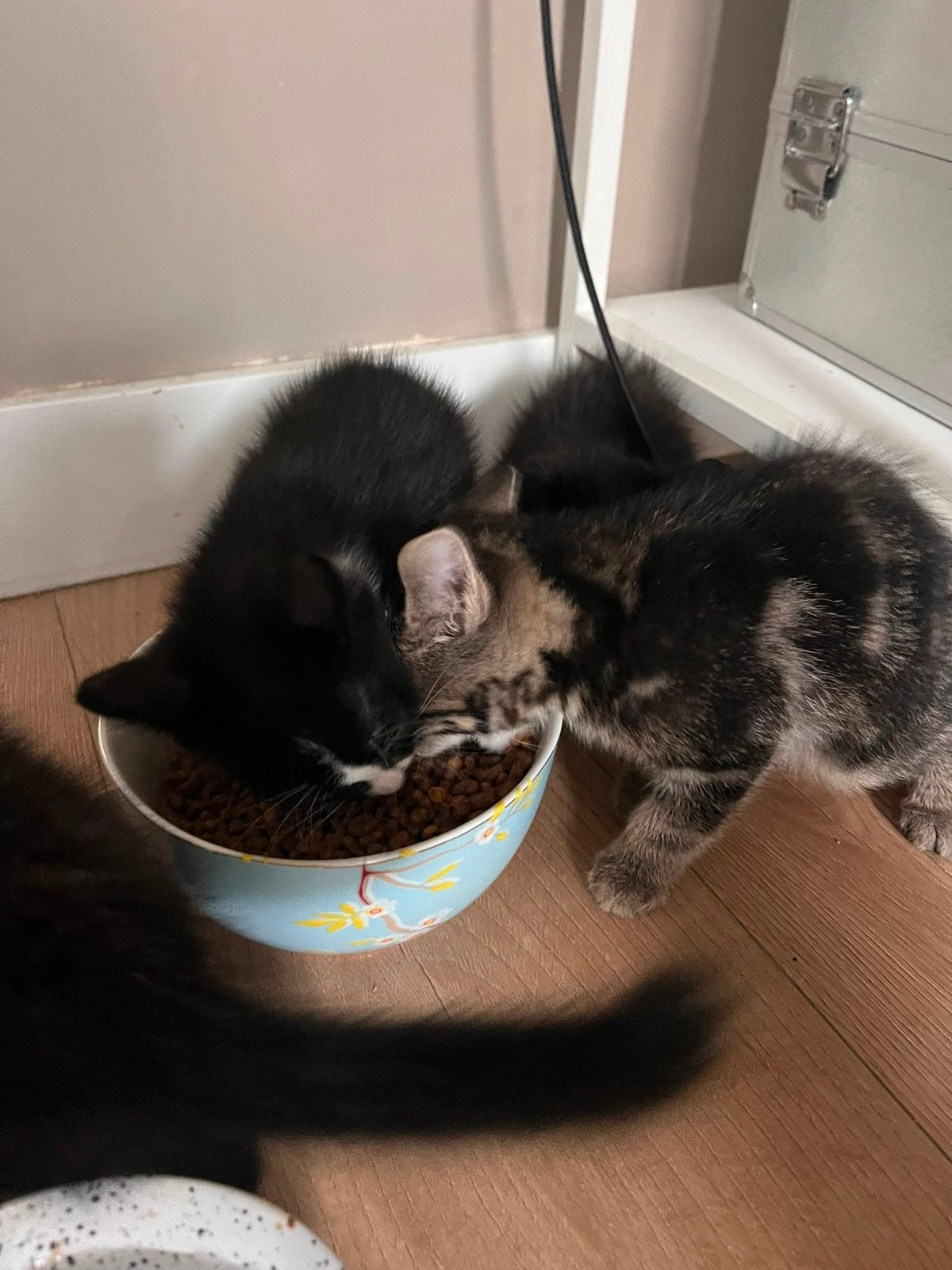 Kittens, Meerdere dieren