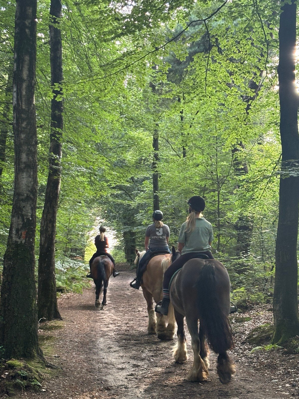 Buitenrit paardrijden Utrechtse Heuvelrug