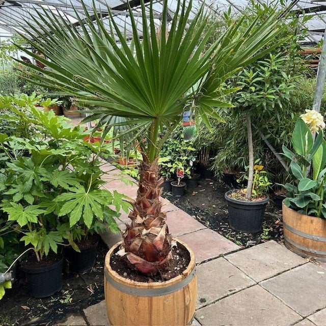 Wijnvaten beplant met mooie olijfbomen en palmen, Ophalen of Verzenden, Vaste plant