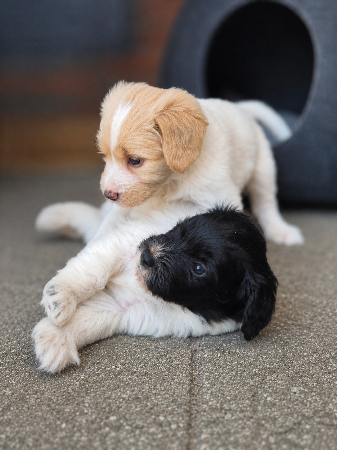 Prachtige medium doodle-mix pups!, Parvo, Overige rassen, 8 tot 15 weken, Meerdere