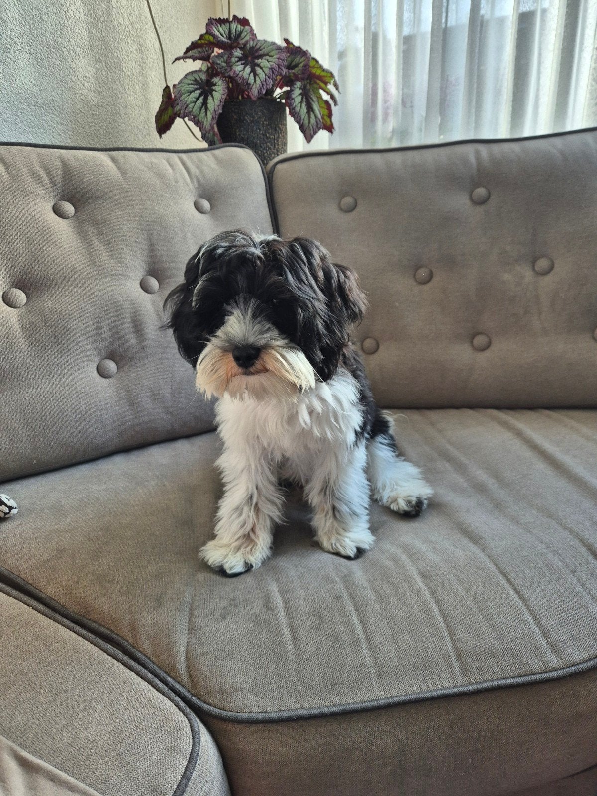 Boomer, 15 weken tot 1 jaar, Eén hond, Nederland, Particulier