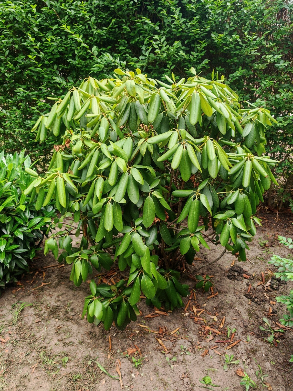 Rhododendron struik, Ophalen, Rhododendron, Struik, Minder dan 100 cm