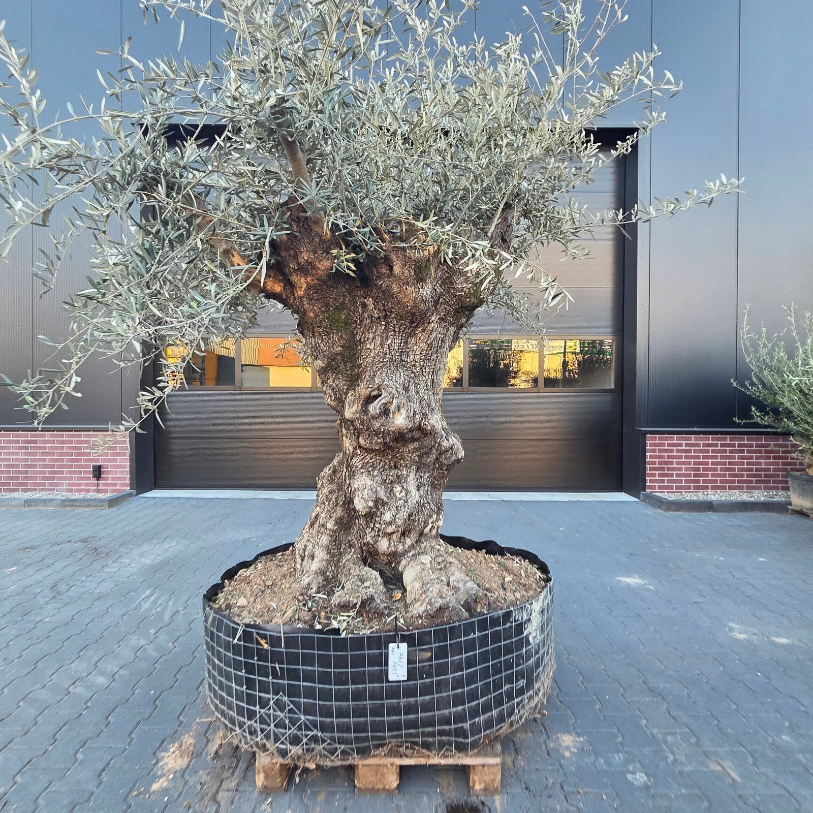 Olea Europaea rustico olijfbomen, Tuin en Terras, Planten | Bomen, Overige soorten, Lente, 100 tot 250 cm, Ophalen