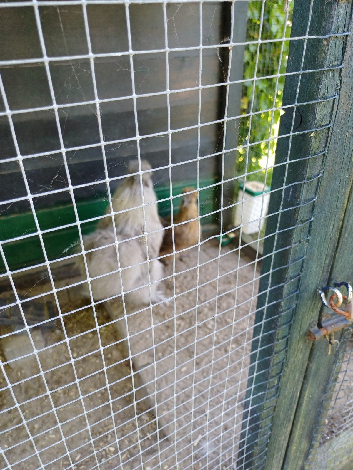 Gratis ophalen. Z s m ., Meerdere dieren, Kip