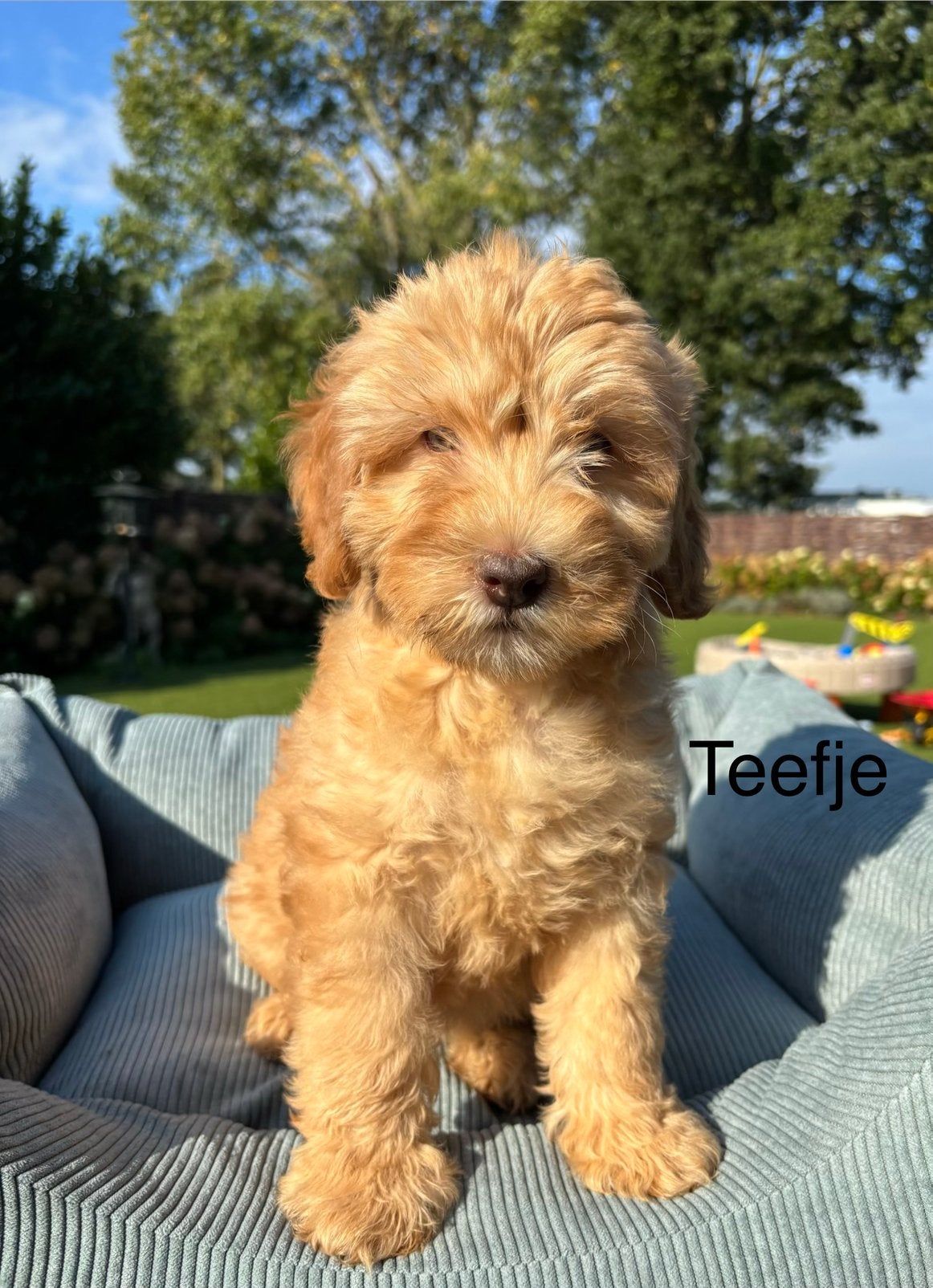 Labradoodle medium pups, Nederland, Overige rassen, 8 tot 15 weken, Meerdere