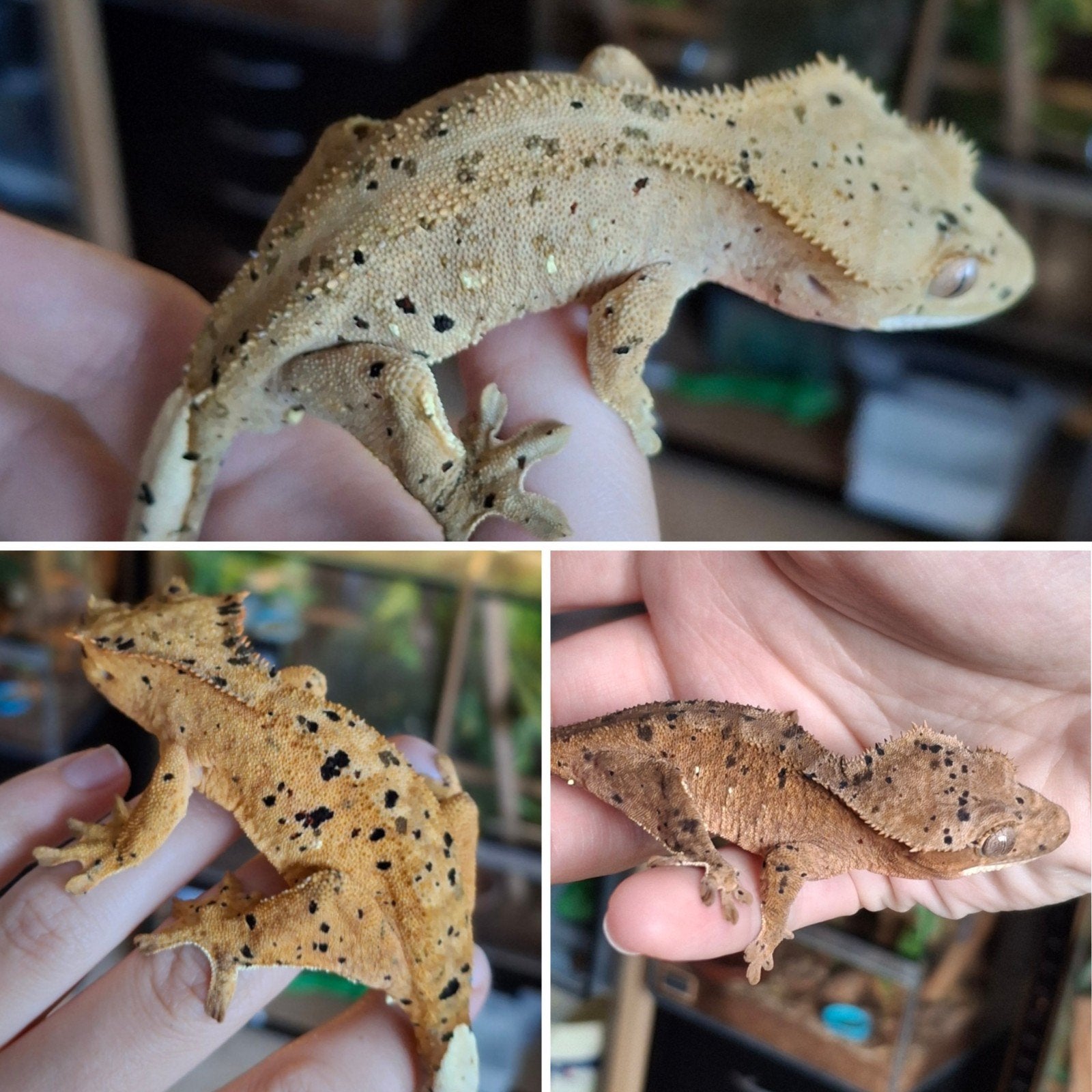 Laatste 2025 wimpergekko's/crested geckos (1 man, 2 vrouwen), Dieren en Toebehoren, Hagedis, Tam, 0 tot 2 jaar