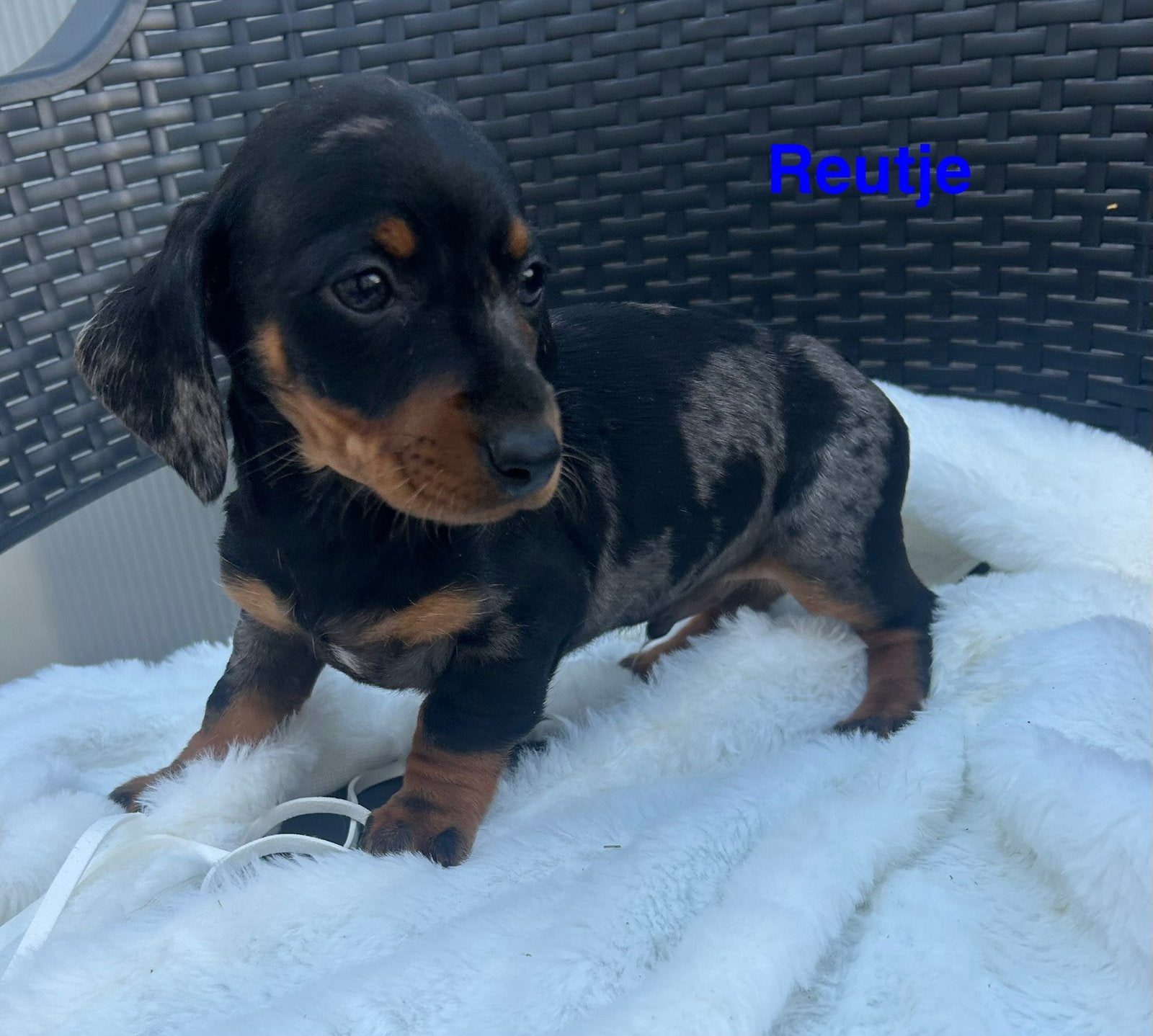 Teckel puppy’s, Dieren en Toebehoren, CDV (hondenziekte), 8 tot 15 weken, Korthaar, Dwerg