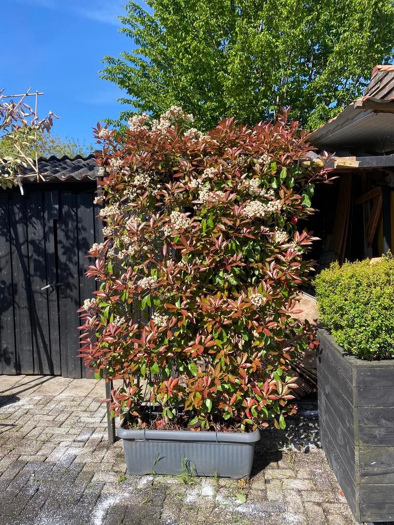 Photinia haag scherm 120 x180 cm groenblijvende bezorgen kan