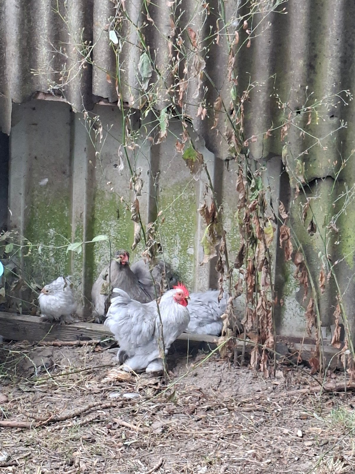 Koppeltje parelgrijze cochinkrielen, Meerdere dieren, Kip