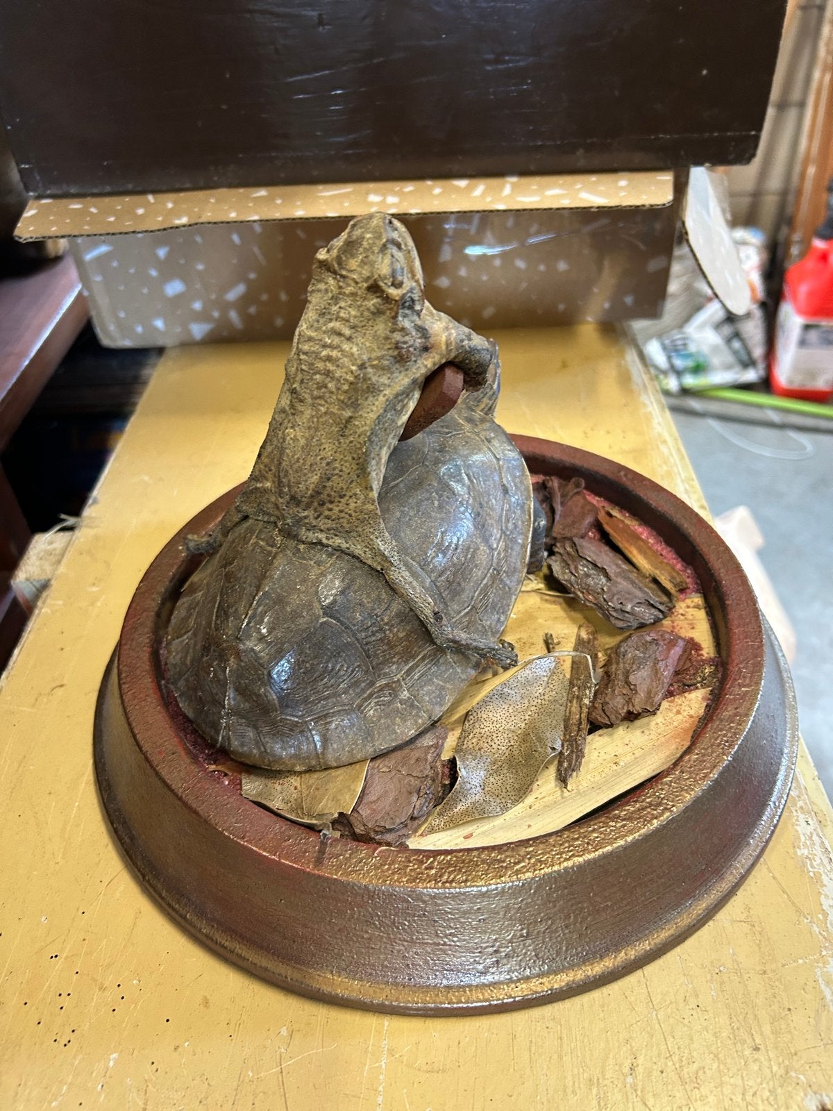 Unieke Taxidermie: Gitaarspelende Kikker op Schildpad onder, Ophalen