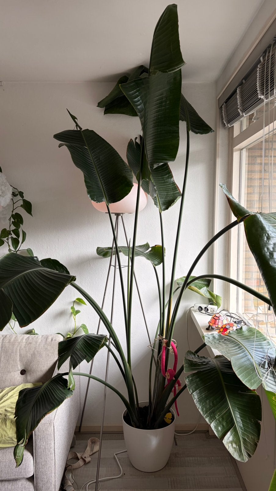 XXL Strelitzia Nicolai 3m incl. pot op wielen, Ophalen, 200 cm of meer, Overige soorten, Halfschaduw