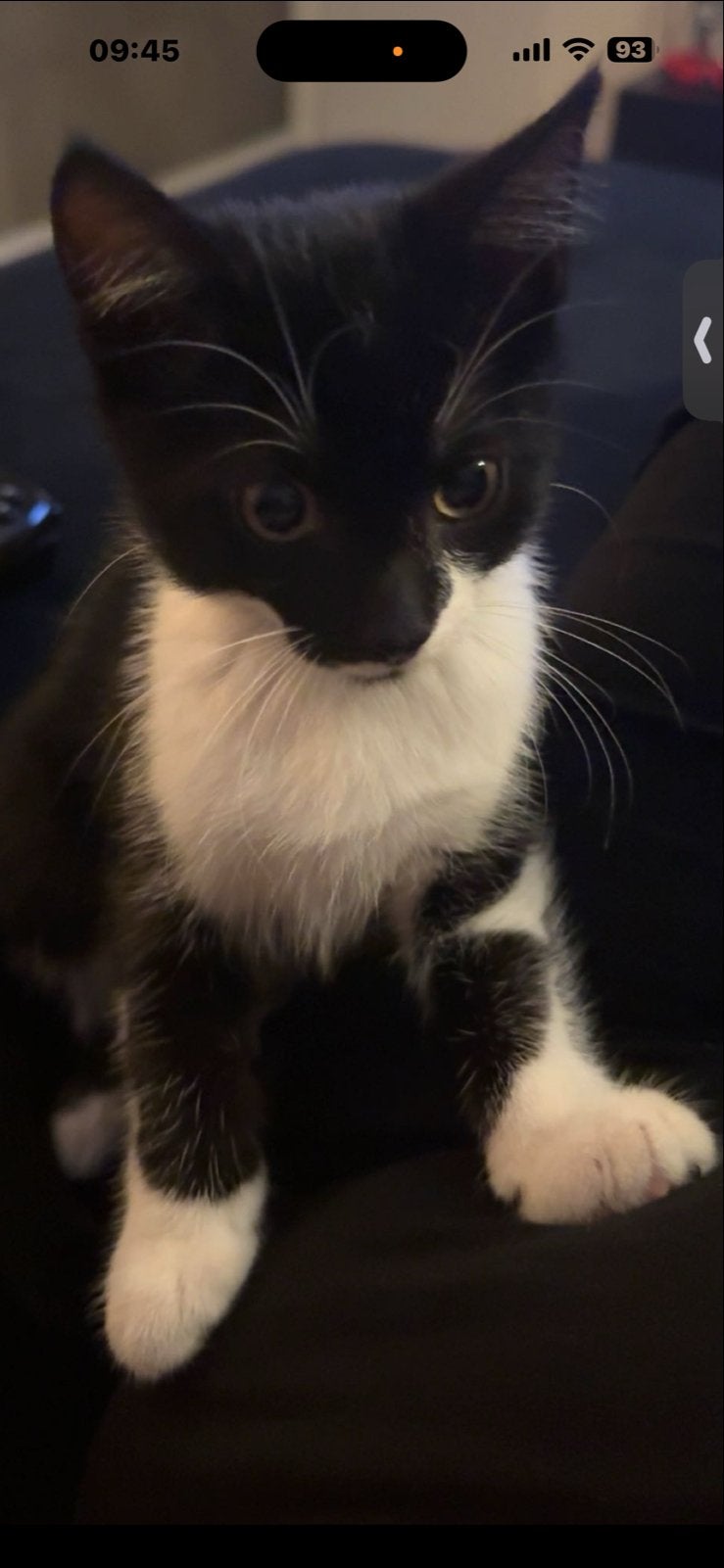 Kitten 9 weken!, Ophalen