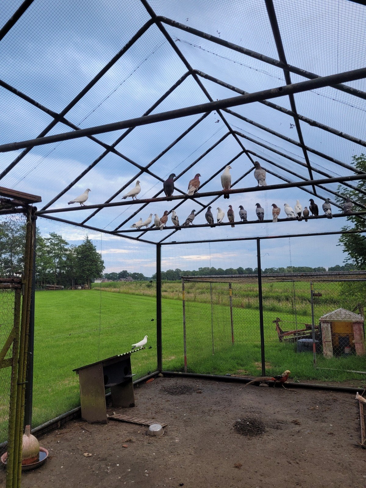 Te  koop   duiven, Meerdere dieren, Overige soorten
