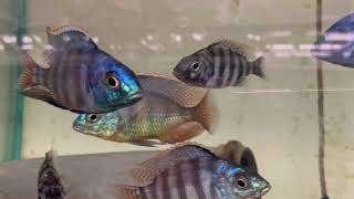 Placidochromis  Johnstoni      chichliden   koppel, Dieren en Toebehoren, Vis, Zoetwatervis