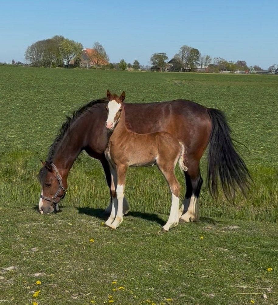 STOER C PONY HENGSTVEULEN, Dieren en Toebehoren, Hengst, C pony (1.27m tot 1.37m), Met stamboom, 0 tot 2 jaar