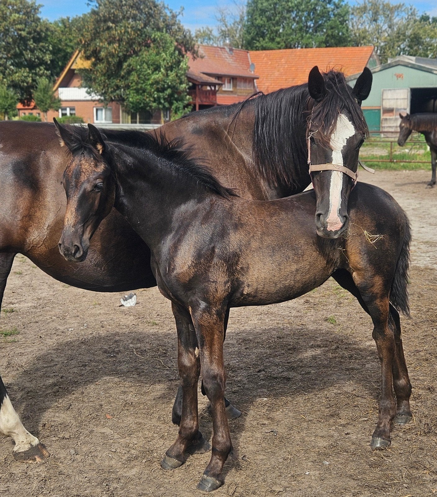 Zwart merrieveulen met maat, Merrie, Dressuurpaard, 0 tot 2 jaar
