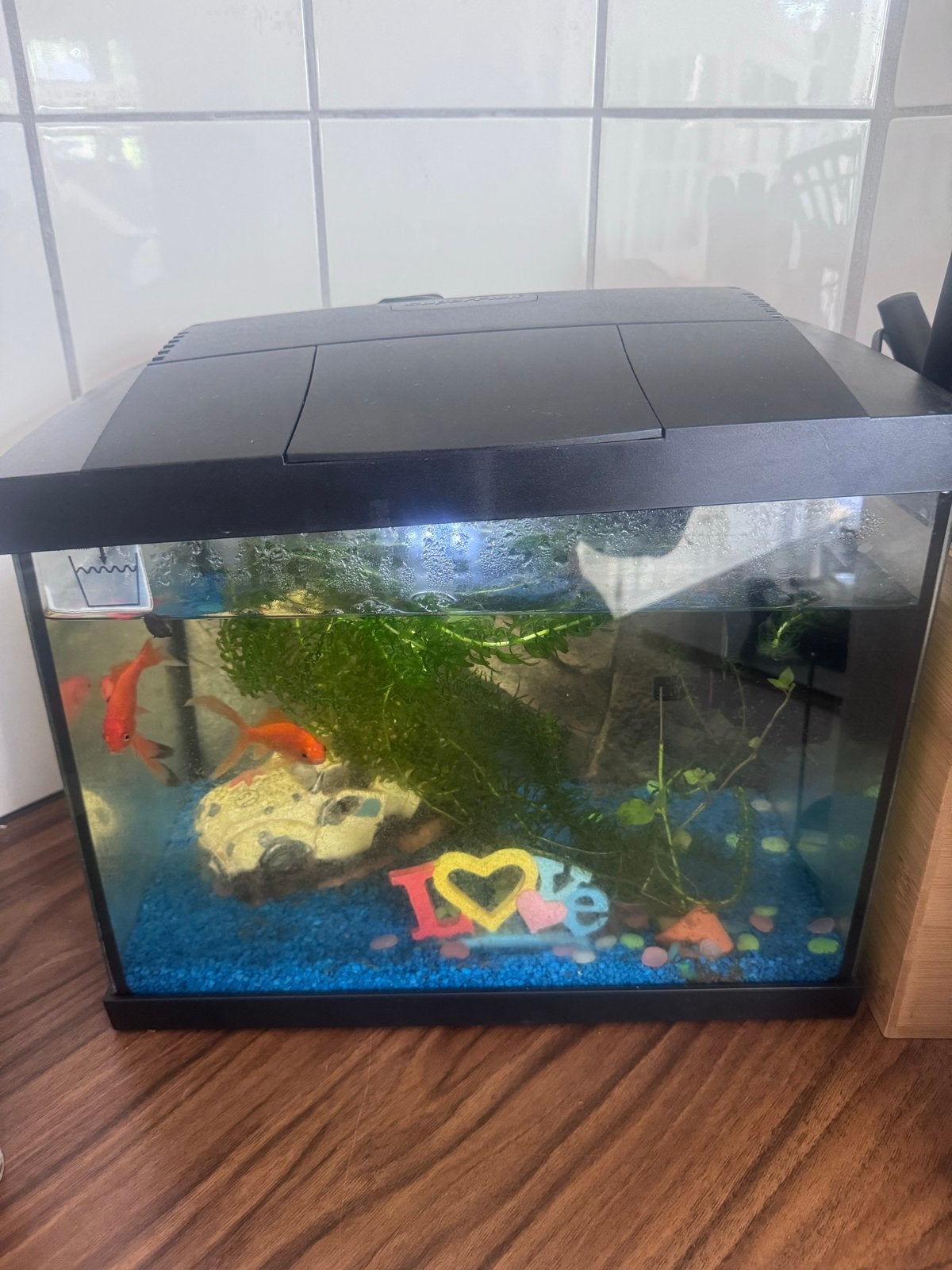 3 goudvissen + aquarium + nieuwe filter pomp, Ophalen