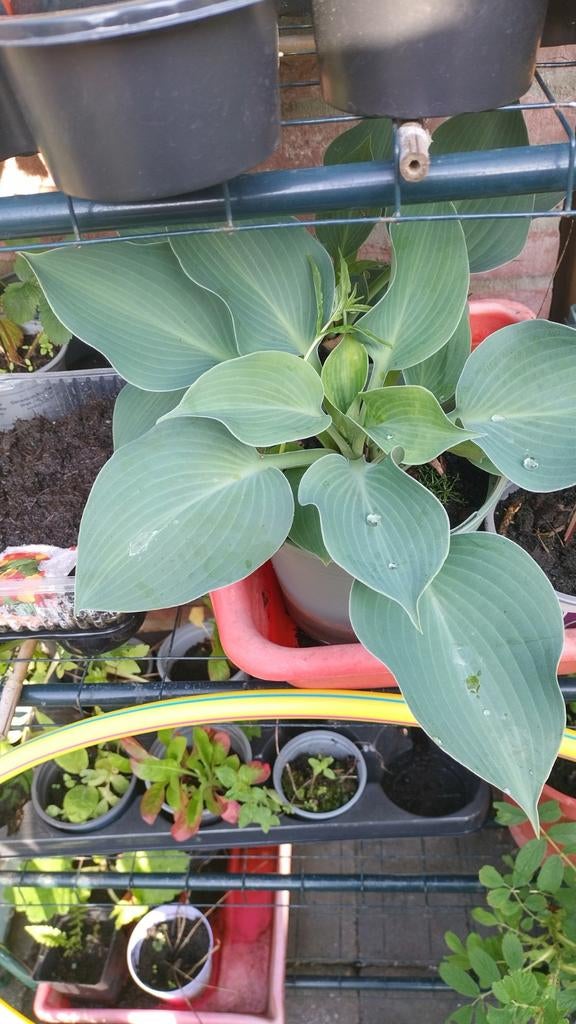 Laag blijvende grijze hosta geeft paarse bloemen, Ophalen, Overige soorten, Halfschaduw