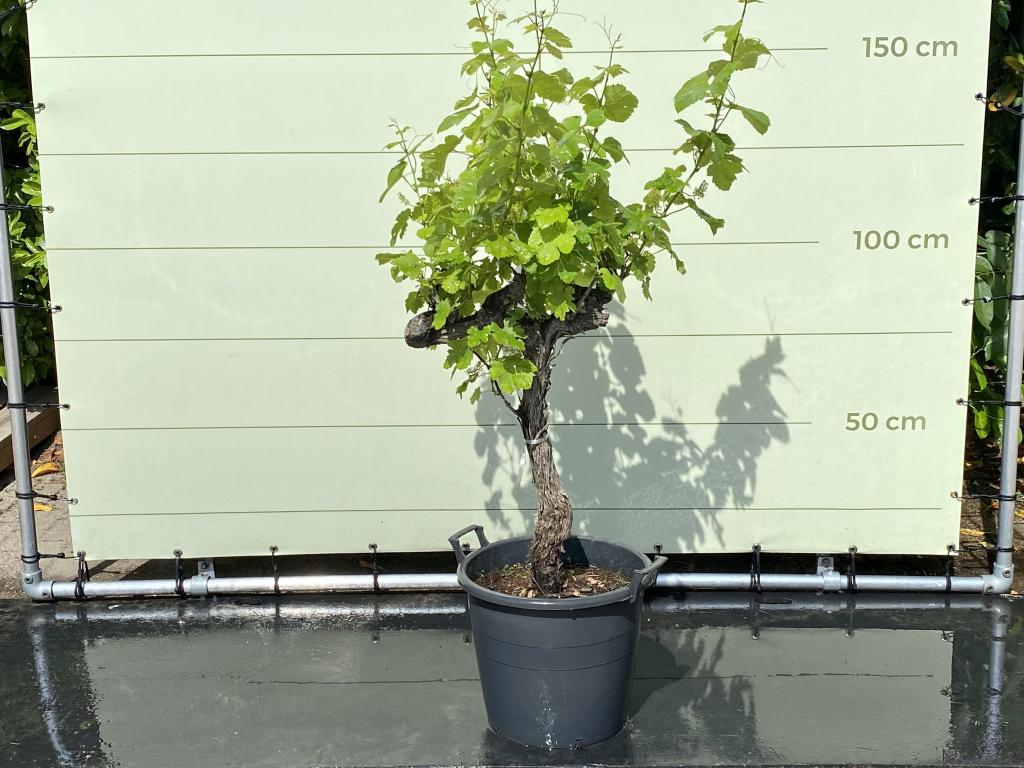 Druivenboom - Druif op oude stam - stamomvang 18-22 cm, 100 tot 250 cm, Zomer, Volle zon, In pot