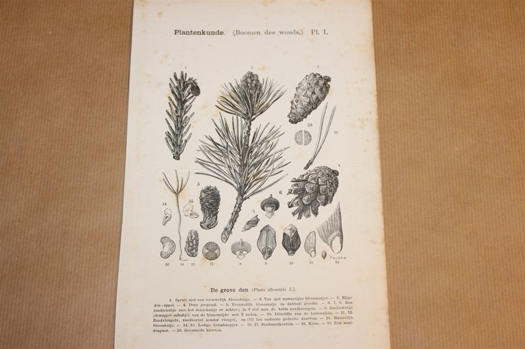 Antieke botanische prent - Grove den - 1875 !!, Verzamelen, Ophalen of Verzenden, Voor 1940, Gebruikt, Overige onderwerpen